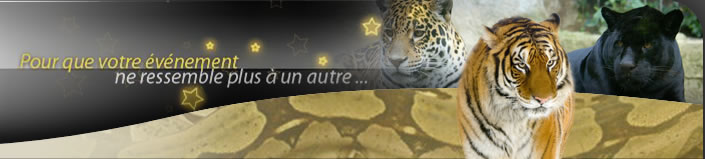td_animaux-publicite loup animal
